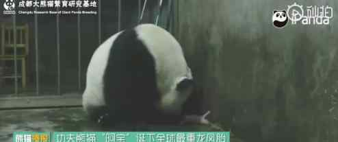 大熊猫阿宝诞下龙凤胎 熊猫宝宝情况如何