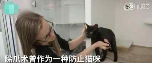 纽约州将禁止猫咪除爪手术 为什么给猫咪除爪