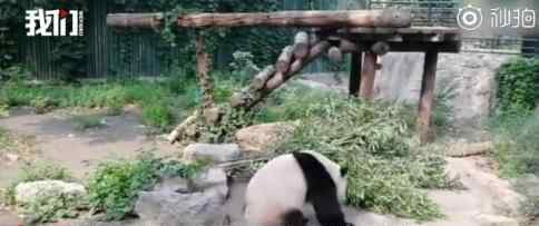 北京动物园回应游客砸熊猫 动物园怎么回应