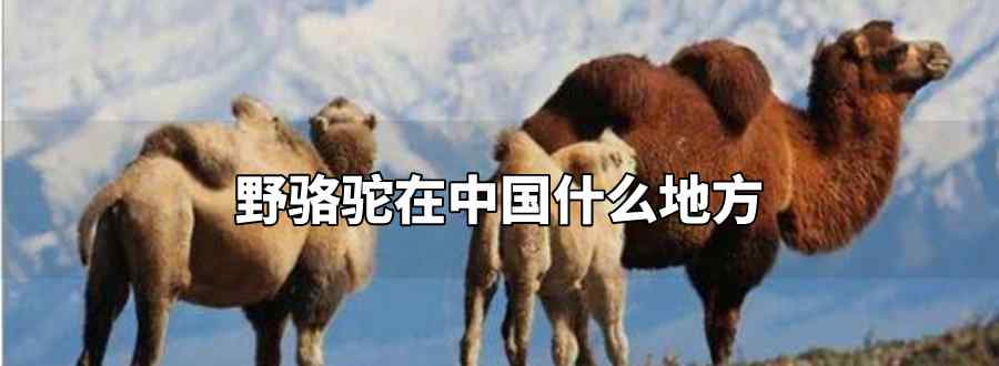 野骆驼在中国什么地方
