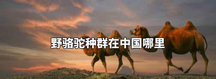 野骆驼种群在中国哪里