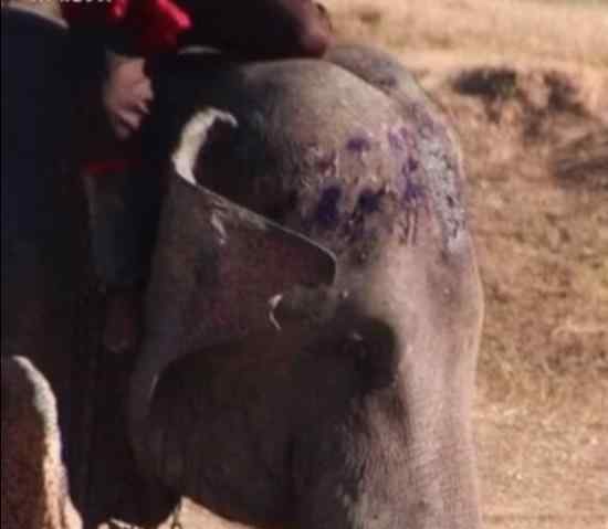 泰旅游局请求别骑大象 请求原因是什么