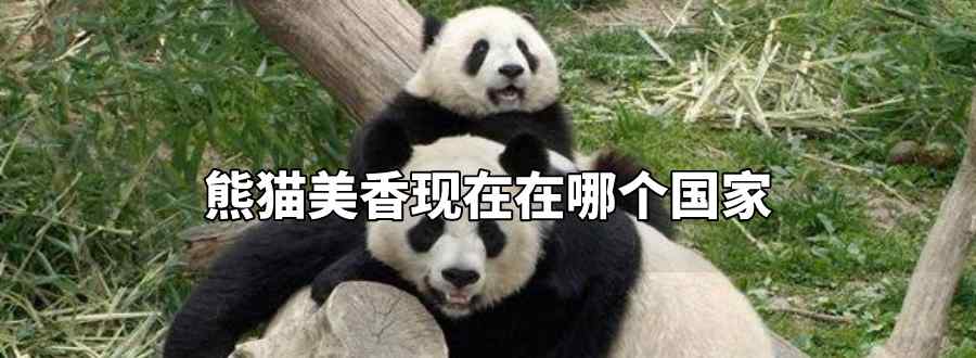 熊猫美香现在在哪个国家