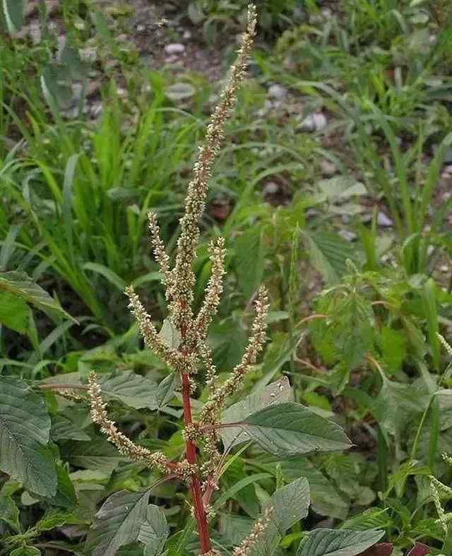 婆婆纳的功效与作用 50种常见中草药的作用与功效