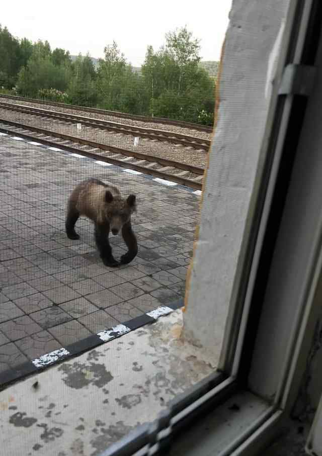 呼伦贝尔哈达火车站惊现黑熊 真相到底是怎样的？