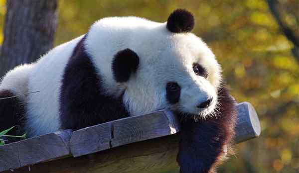 旅加大熊猫吃不到鲜竹将提前归国 对此大家怎么看？