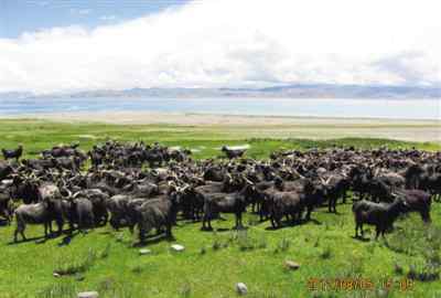 绒山羊 一只紫绒山羊平均可产0.45斤羊绒