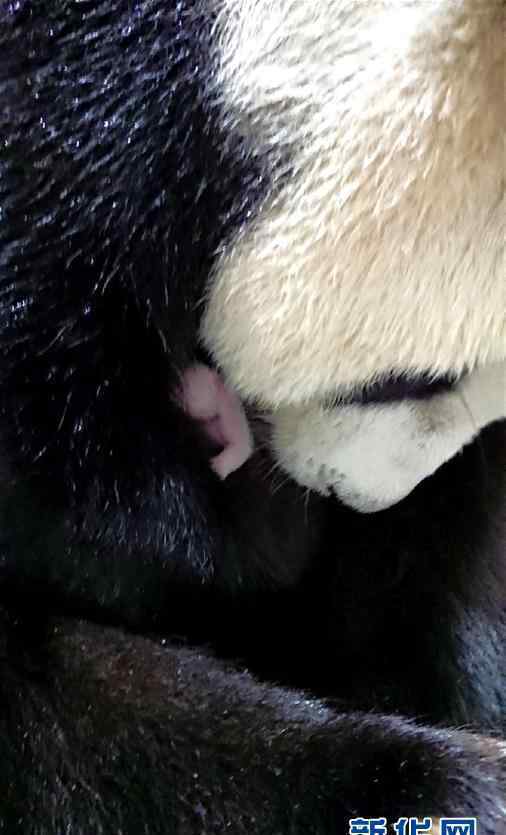 赠台大熊猫圆圆顺利产下二胎 过程真相详细揭秘！