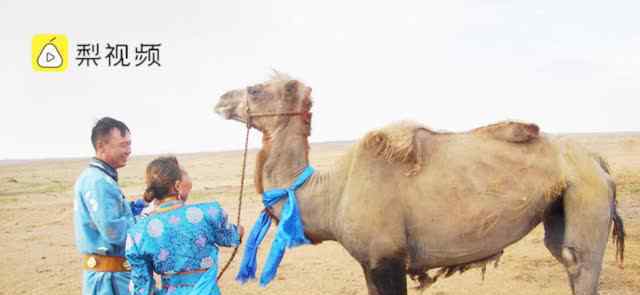 年迈骆驼被卖后独行100公里回家 还原事发经过及背后真相！