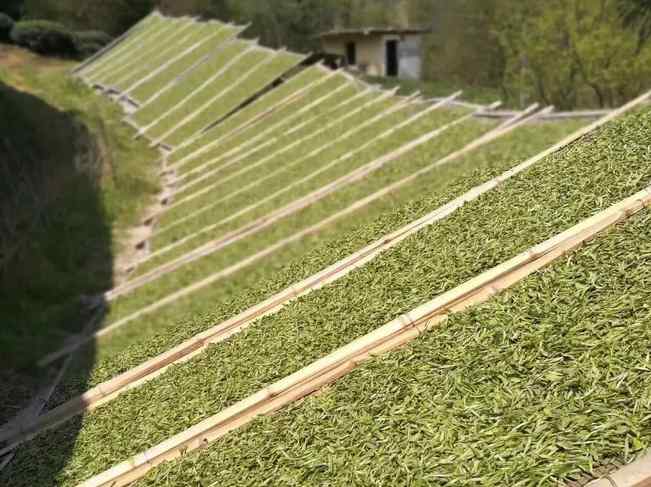 白茶多钱 福鼎白茶多少钱一斤？白茶的价钱主要是什么因素在决定？
