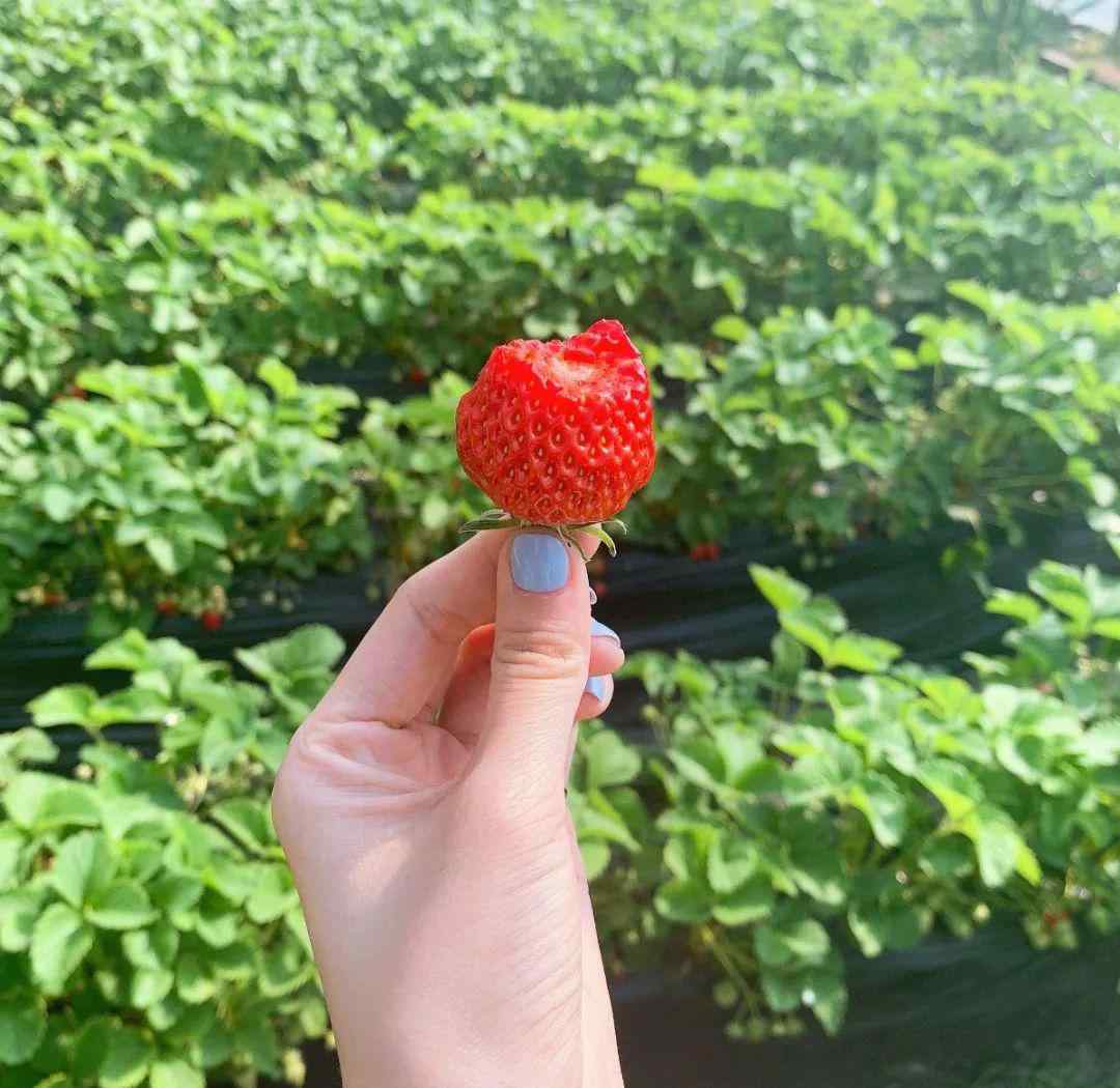 大庆特产 大庆本地草莓、23种特产直播秒杀，快来淘便宜！