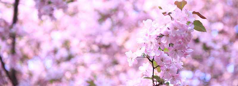 石狮花海在哪里