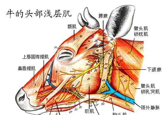 牛身上详细部位图 牛的生理结构与牛的生理解剖图