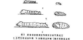 昆虫激素 昆虫激素及其类似物与害虫防治，您了解过吗？