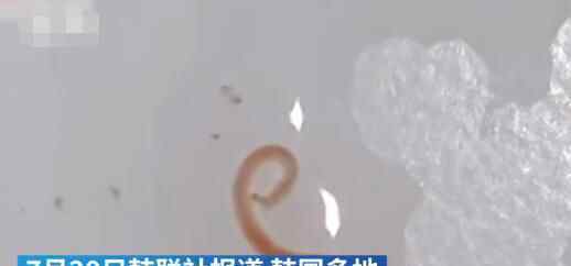 韩国多地自来水现幼虫样生物 为什么引热议什么原因？