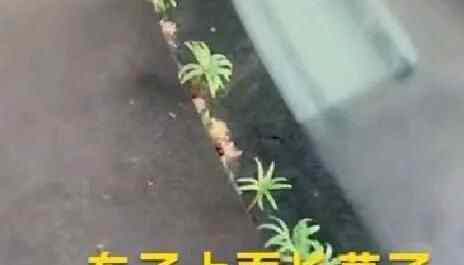 武汉女子下楼发现轿车上有异样 凑近一看苦笑感叹:太难了究竟是怎么回事？