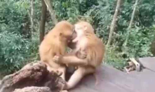 两只猴子接吻被发现害羞打闹 内幕曝光实在不忍直视