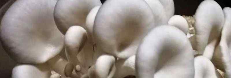新鲜香菇怎么长期保存