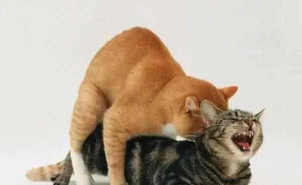 公猫和母猫区分图 猫咪交配时是什么样子