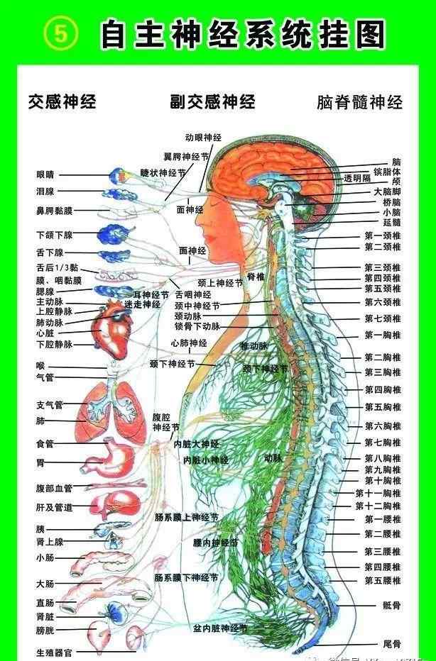 神经抑郁症怎么治疗 植物神经紊乱是不是抑郁症？该怎么治疗？