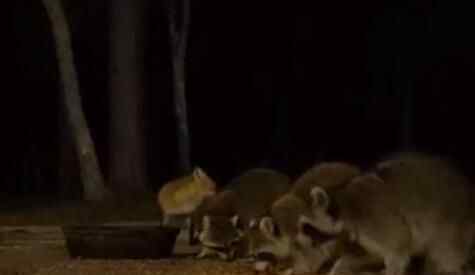 实拍罕见的一幕!四只小浣熊与狐狸一起共进晚餐究竟是怎么回事？