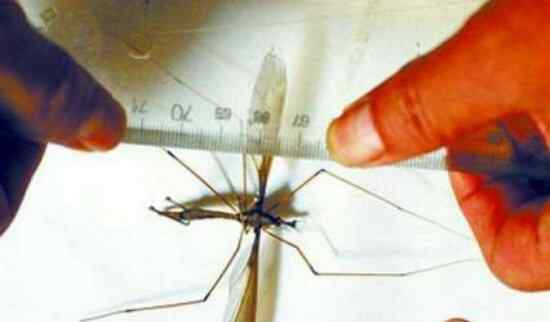 世界最大的蚊子 世界上最大的蚊子身长11公分！这蚊子就是华丽巨