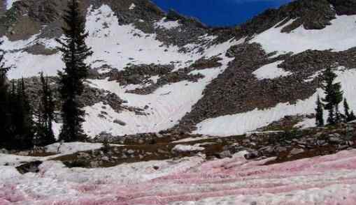 南极传来坏消息？南极出现“血雪”！背后真相实在让人惊愕