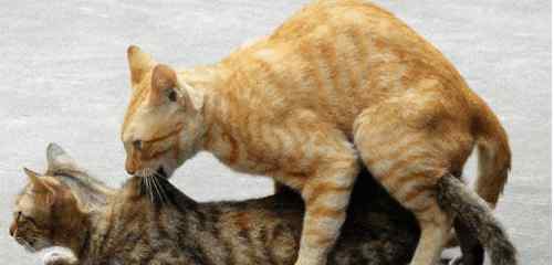 公猫和母猫区分图 猫咪交配时是什么样子