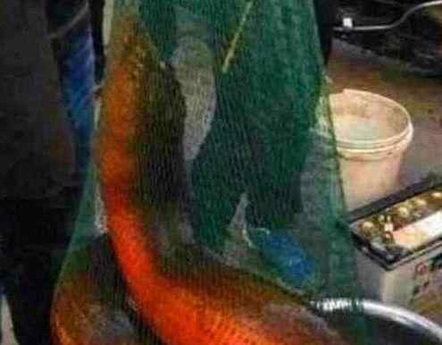 大黄鳝 巨型大黄鳝在国内发现，全身通红，堪称世界上最大的黄鳝！