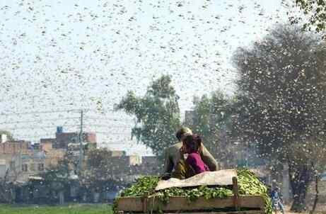 近期巴基斯坦蝗灾肆虐,网传中国计划派10万只鸭子出征灭蝗引发热议。随后官方回应