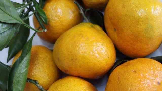 丑柑和耙耙柑的区别 同样是柑橘，如何区分丑橘和耙耙柑，果农：认清3点，以后别乱买