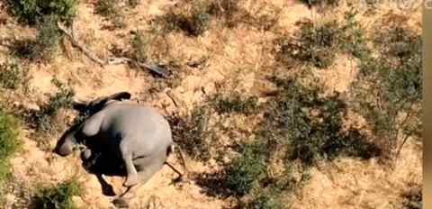 博茨瓦纳数百头大象神秘死亡 究竟是怎么回事?