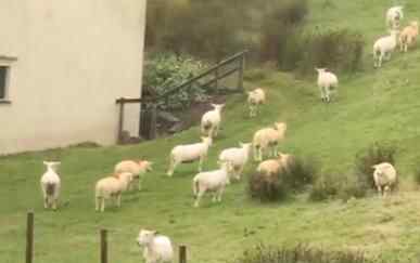 羊群站在山坡一动不动如画面静止 背后真相实在让人惊愕