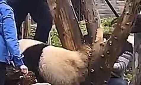 四川成都大熊猫后腿被卡在树缝里急坏饲养员 它的反应笑翻网友