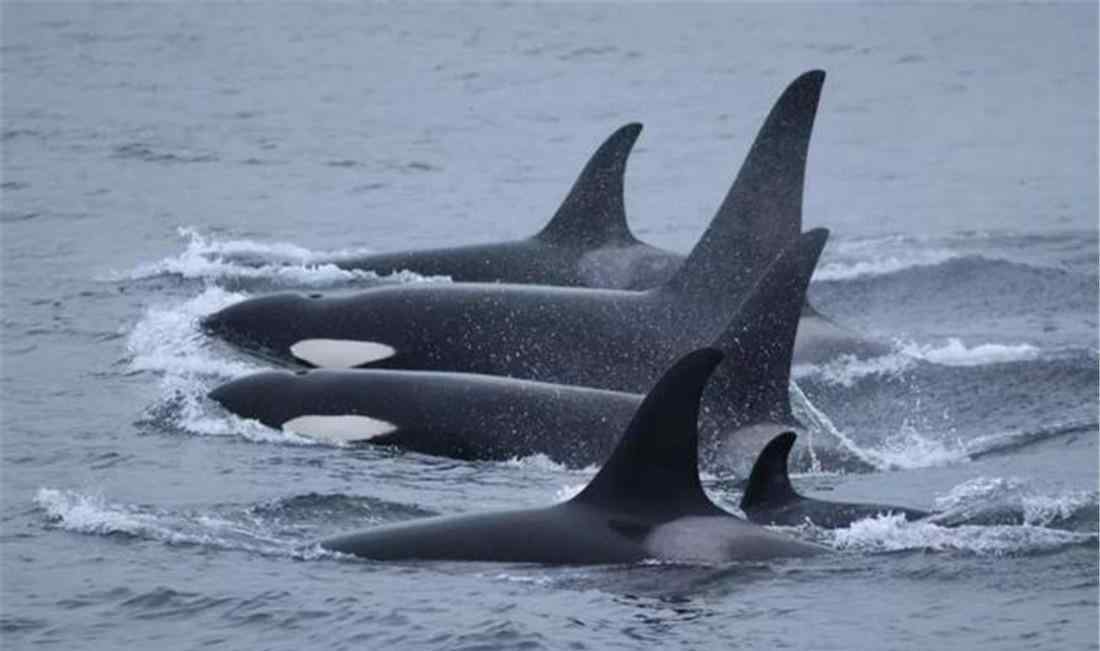 蓝鲸吃什么 黄海出现虎鲸群，敢把鲨鱼当零食吃，就连蓝鲸都留有它攻击的伤疤