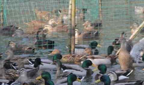 近期巴基斯坦蝗灾肆虐,网传中国计划派10万只鸭子出征灭蝗引发热议。随后官方回应