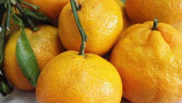 丑柑和耙耙柑的区别 同样是柑橘，如何区分丑橘和耙耙柑，果农：认清3点，以后别乱买