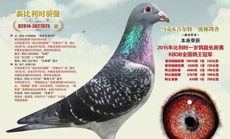 中国买家花1250万买下比利时赛鸽 比利时赛鸽为什么厉害