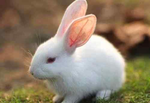 87年属兔33岁有一劫 属兔的过了34岁就顺了