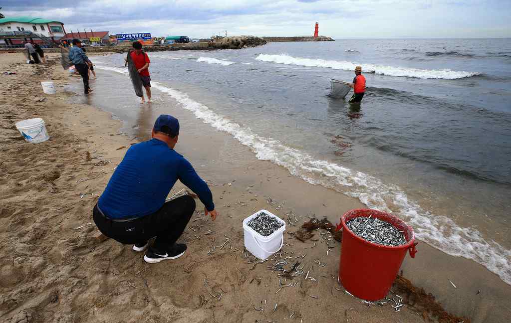 韩国大批鳀鱼被冲上岸 民众争抢