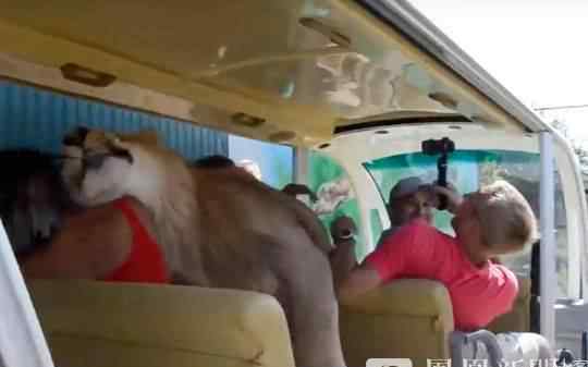 狮子跑进观光车求抱 吓坏游客