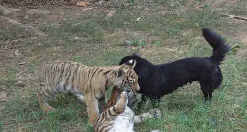 公老虎和母老虎生的小老虎叫什么 虎妈不及狗妈亲 野生动物园狗妈将携两个虎子亮相