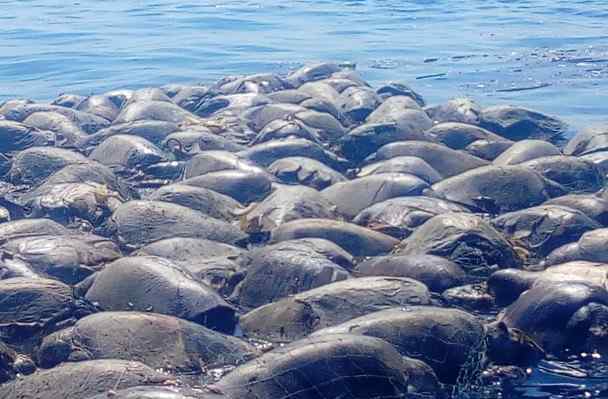 300只海龟被浸死在渔网内