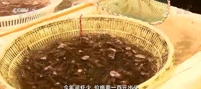 菜市场里的“新贵”！河虾卖到一斤上百元！咋回事？
