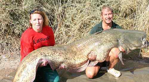 巨型黄貂鱼 世界上最大的鲶鱼，长2.46米的巨型鲶鱼