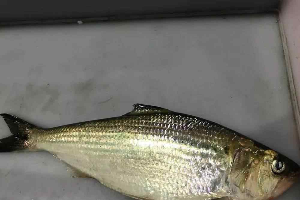 金钱鮸 最昂贵的食用鱼类排行榜