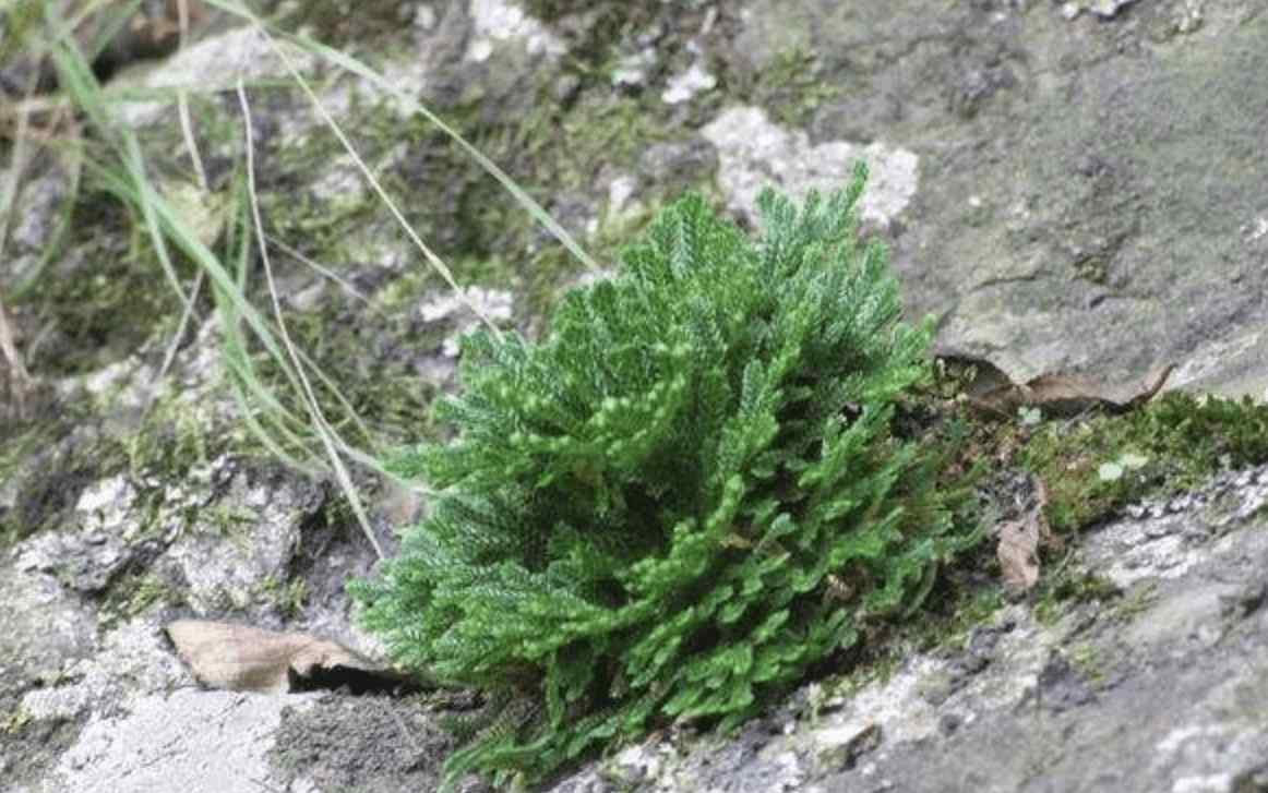 还魂草的种植技术 石头缝里的“1种草”，见到别踩，挖回家种，8个月成“盆景”，美