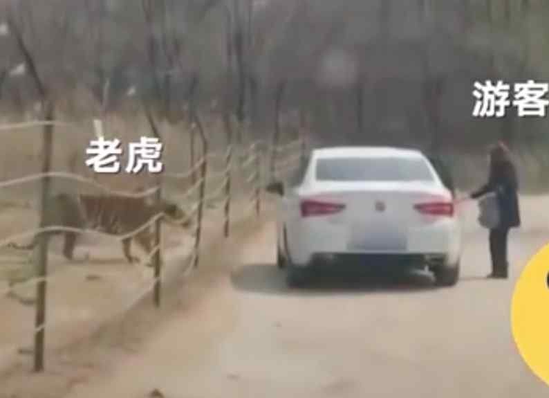 北京一女子擅自在动物园猛兽区下车 与老虎仅隔数米！园方回应