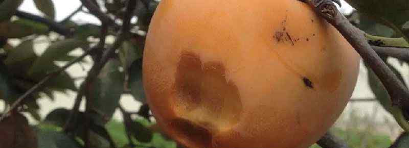柿子能放冰箱冷藏保存吗