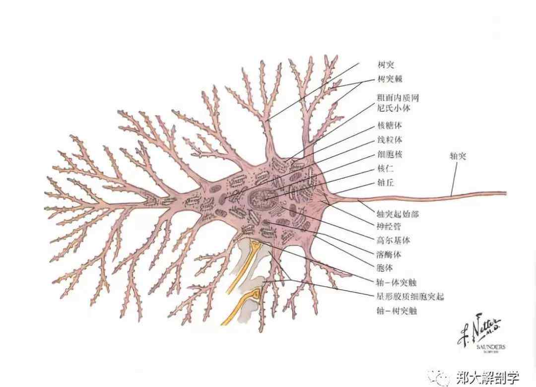 神经元结构 神经元的结构